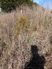 Carmichaelia australis