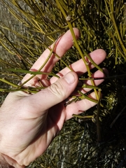 Carmichaelia australis