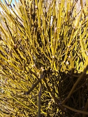 Carmichaelia australis