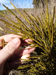 Carmichaelia australis