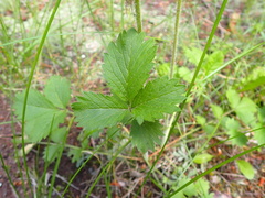 Drymocallis convallaria