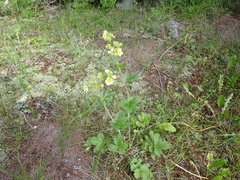 Drymocallis convallaria