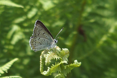 Lycaena tityrus subalpina