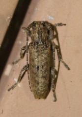 Ataxia crypta