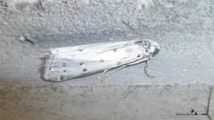Myelois circumvoluta