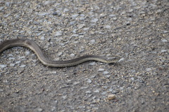 Thamnophis validus