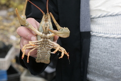 Pontastacus leptodactylus