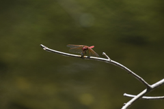 Sympetrum illotum