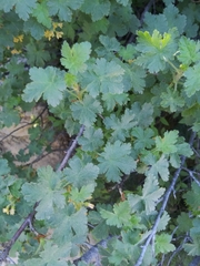 Ribes viscosissimum