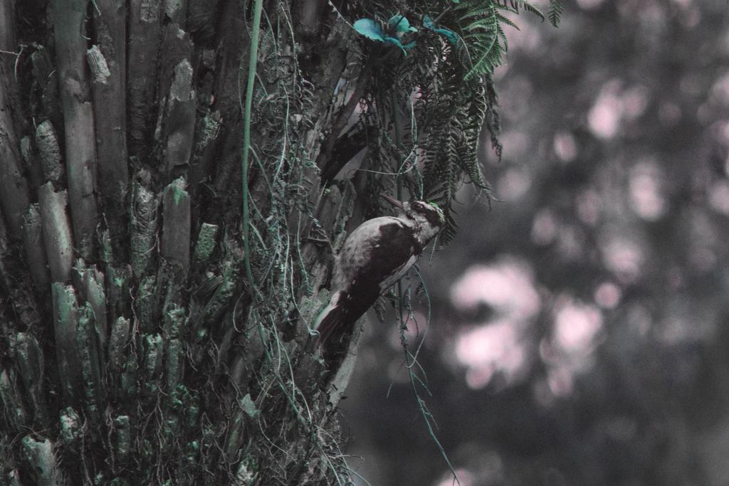 Cabanis's Hairy Woodpecker