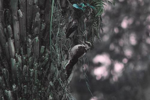 Cabanis's Hairy Woodpecker