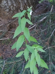 Mertensia paniculata