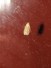 Autosticha kyotensis