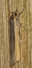 Palaeosia