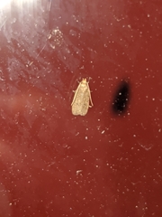 Autosticha kyotensis