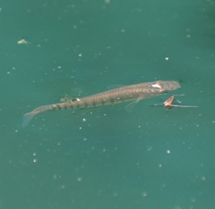 Aplocheilus lineatus