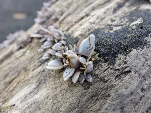 Pelagic Gooseneck Barnacle, photo 9 of 10