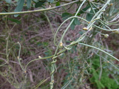 Cassytha pubescens