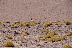 Tinamotis pentlandii
