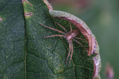 Philodromus cespitum
