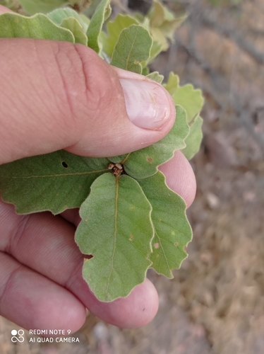 Chihuahuan oak