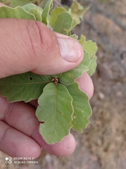 Quercus chihuahuensis