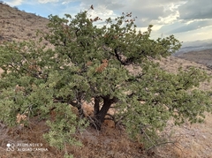 Quercus chihuahuensis