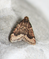 Aglossa cacamica