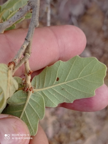 Chihuahuan oak