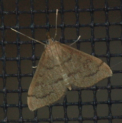 Metasia dicealis