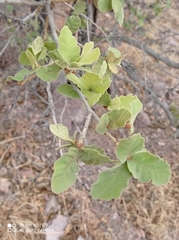 Quercus chihuahuensis