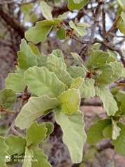 Quercus chihuahuensis