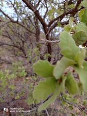 Quercus chihuahuensis