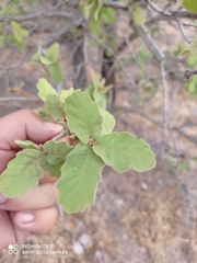 Quercus chihuahuensis