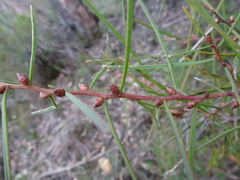 Hakea carinata