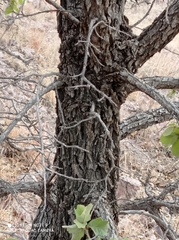 Quercus chihuahuensis