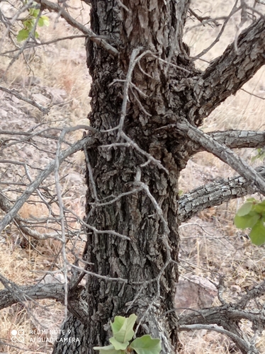 Chihuahuan oak
