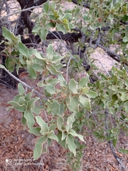 Quercus chihuahuensis