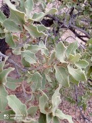 Quercus chihuahuensis
