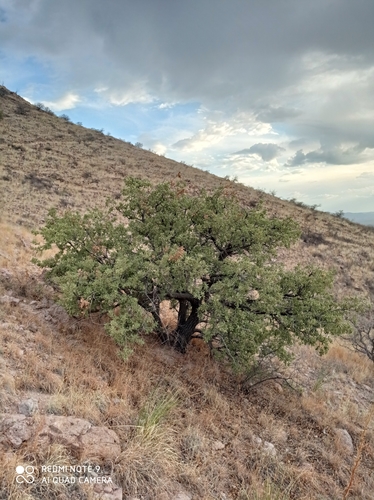 Chihuahuan oak