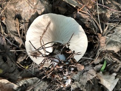 Leucopaxillus gentianeus
