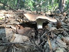 Leucopaxillus gentianeus