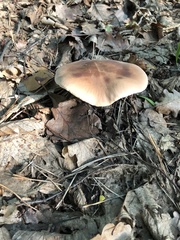 Leucopaxillus gentianeus