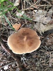 Leucopaxillus gentianeus