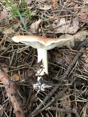 Leucopaxillus gentianeus