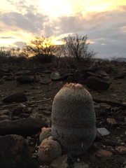 Epithelantha greggii greggii