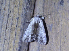 Catocala gracilis