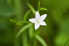 Campanula aparinoides