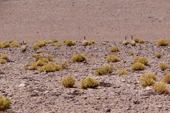 Tinamotis pentlandii