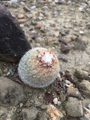 Epithelantha greggii